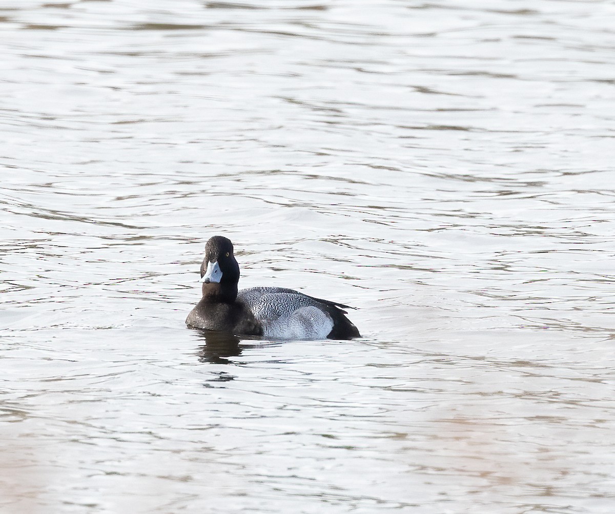 小斑背潛鴨 - ML647153271