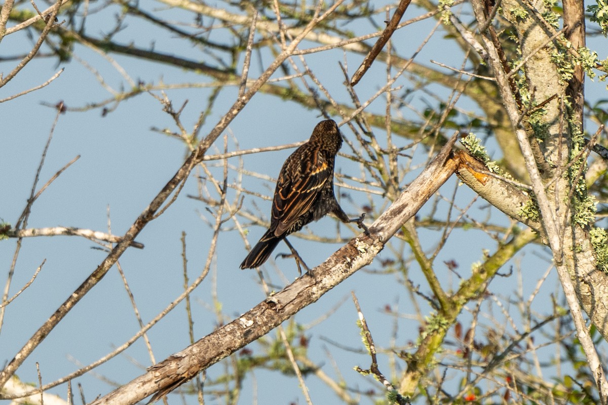 Red-winged Blackbird - ML647153272