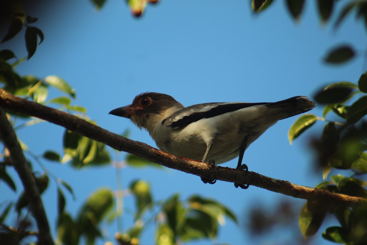 Masked Tityra - ML647153273