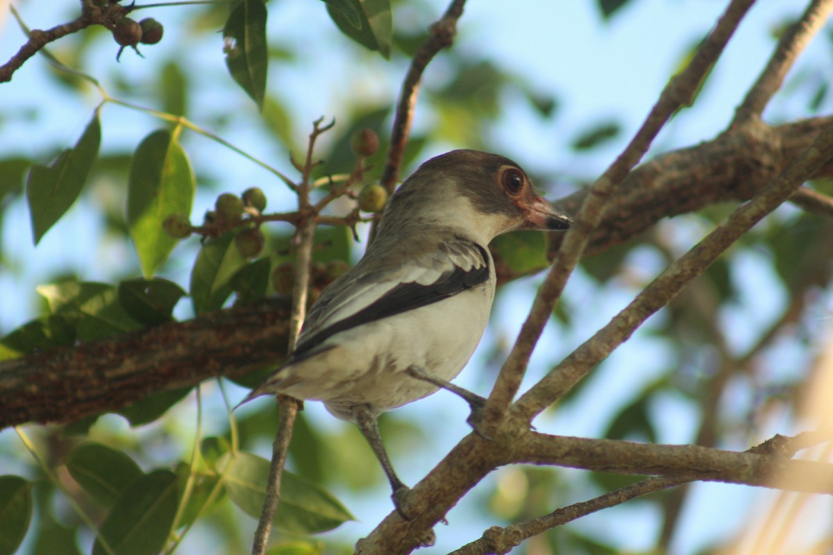 Masked Tityra - ML647153274