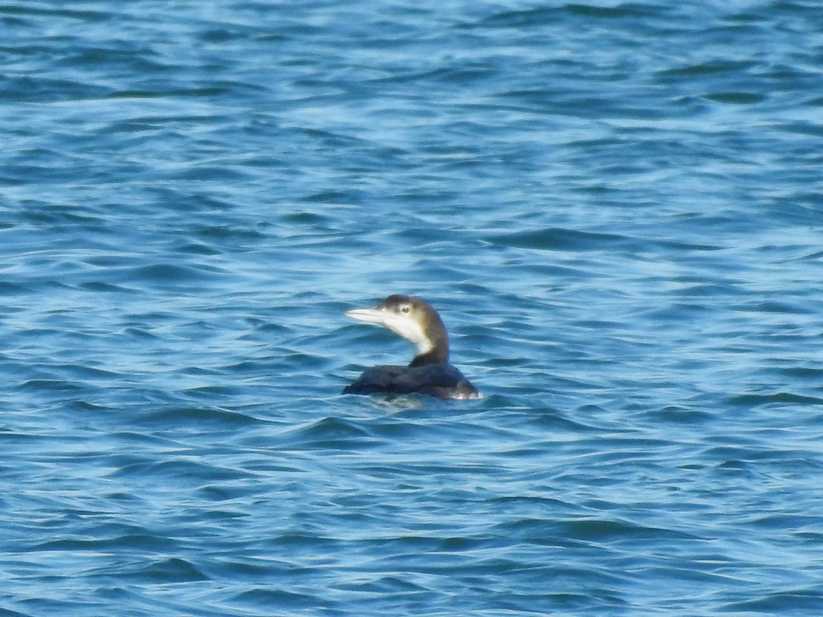Common Loon - ML647153275