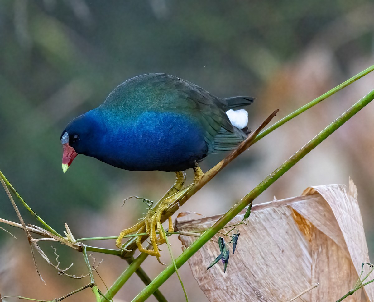 Purple Gallinule - ML647153278