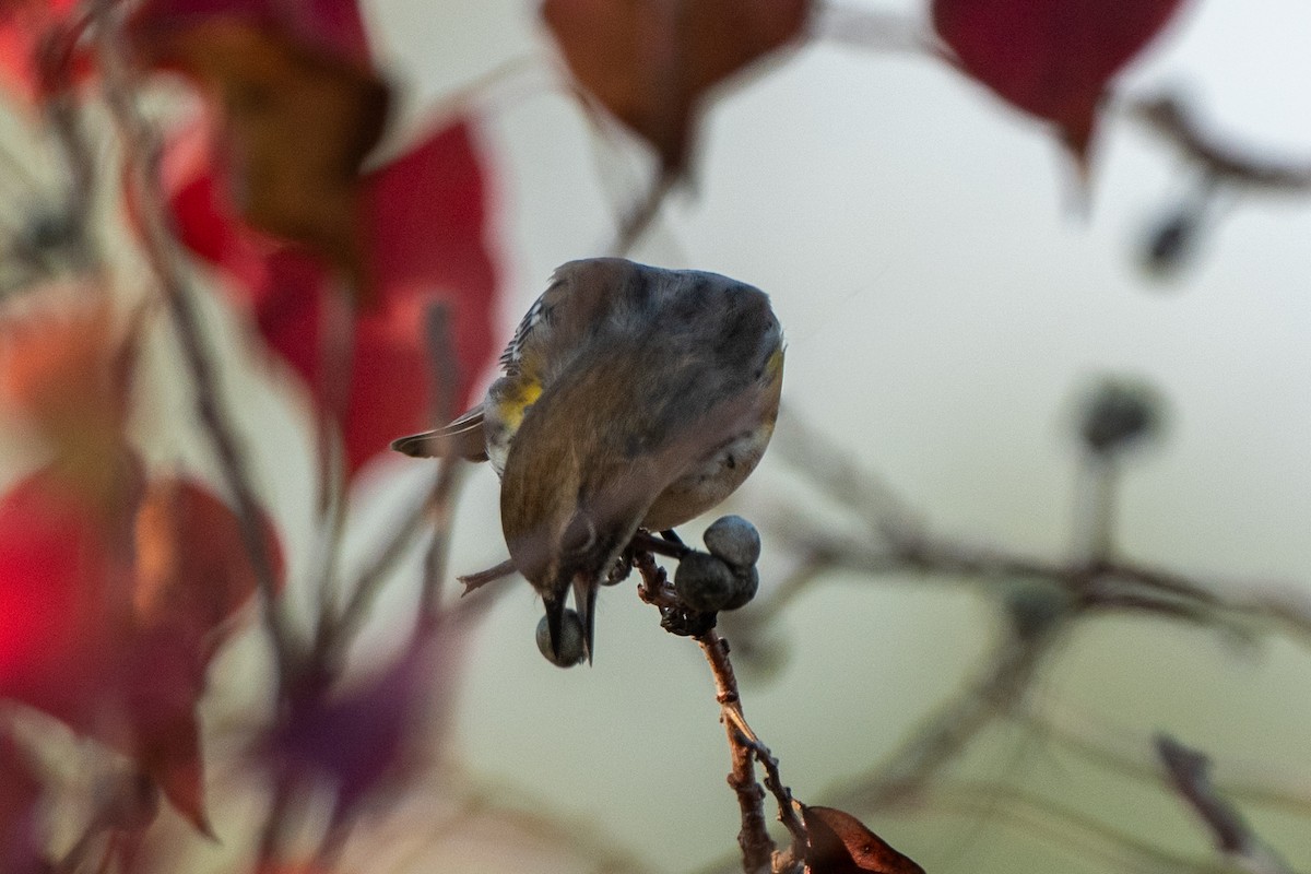 Yellow-rumped Warbler - ML647153283