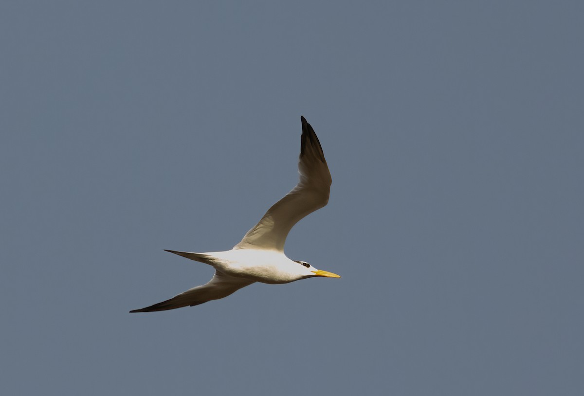 Royal Tern - ML647153284