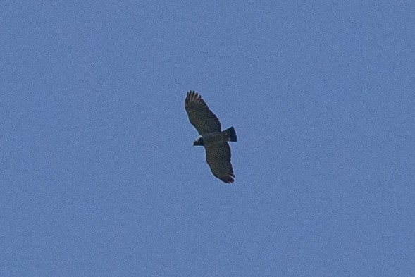 Barred Hawk - ML647153285