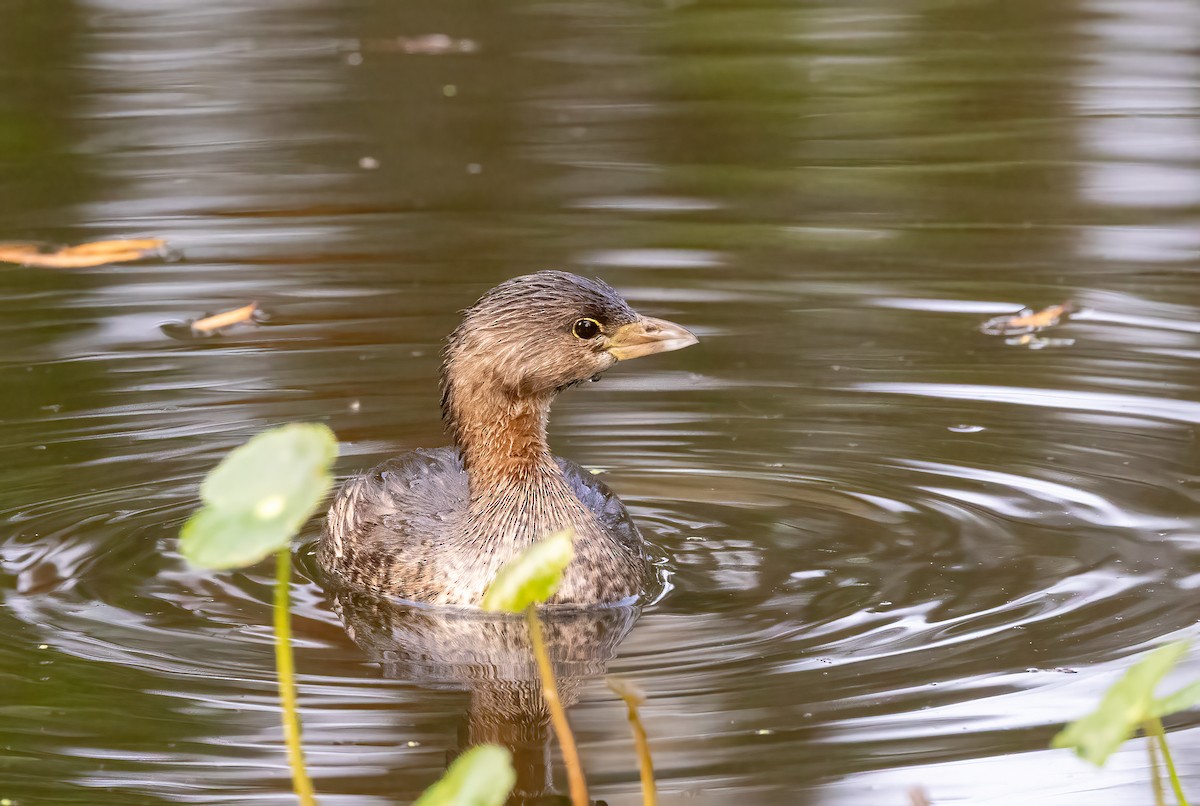 Pied-billed Grebe - ML647153286