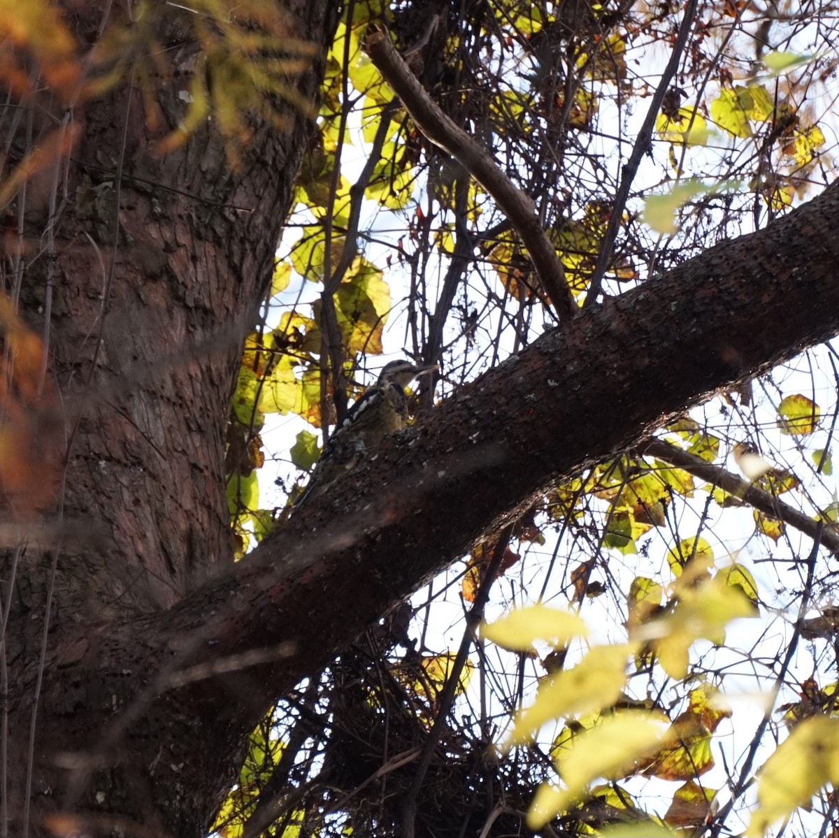 Yellow-bellied Sapsucker - ML647153287