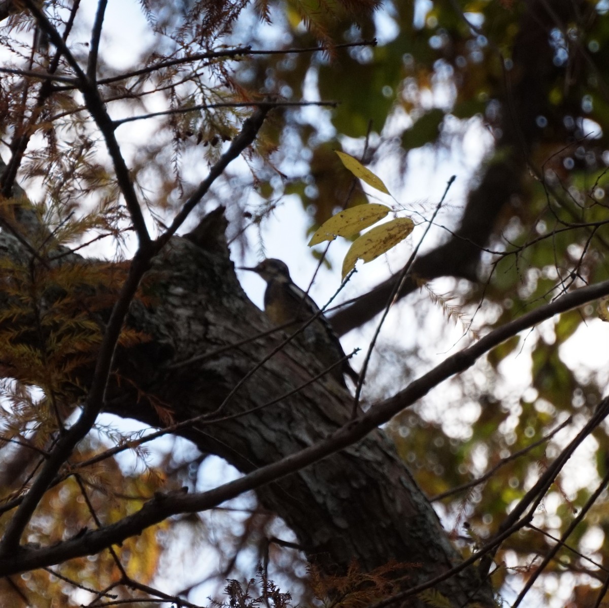 Yellow-bellied Sapsucker - ML647153288