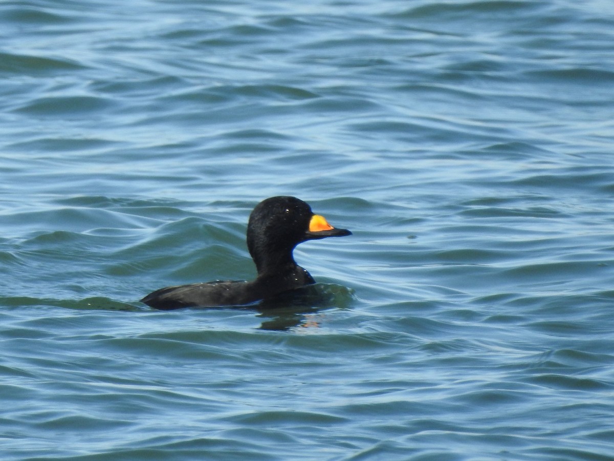 Black Scoter - ML647153289