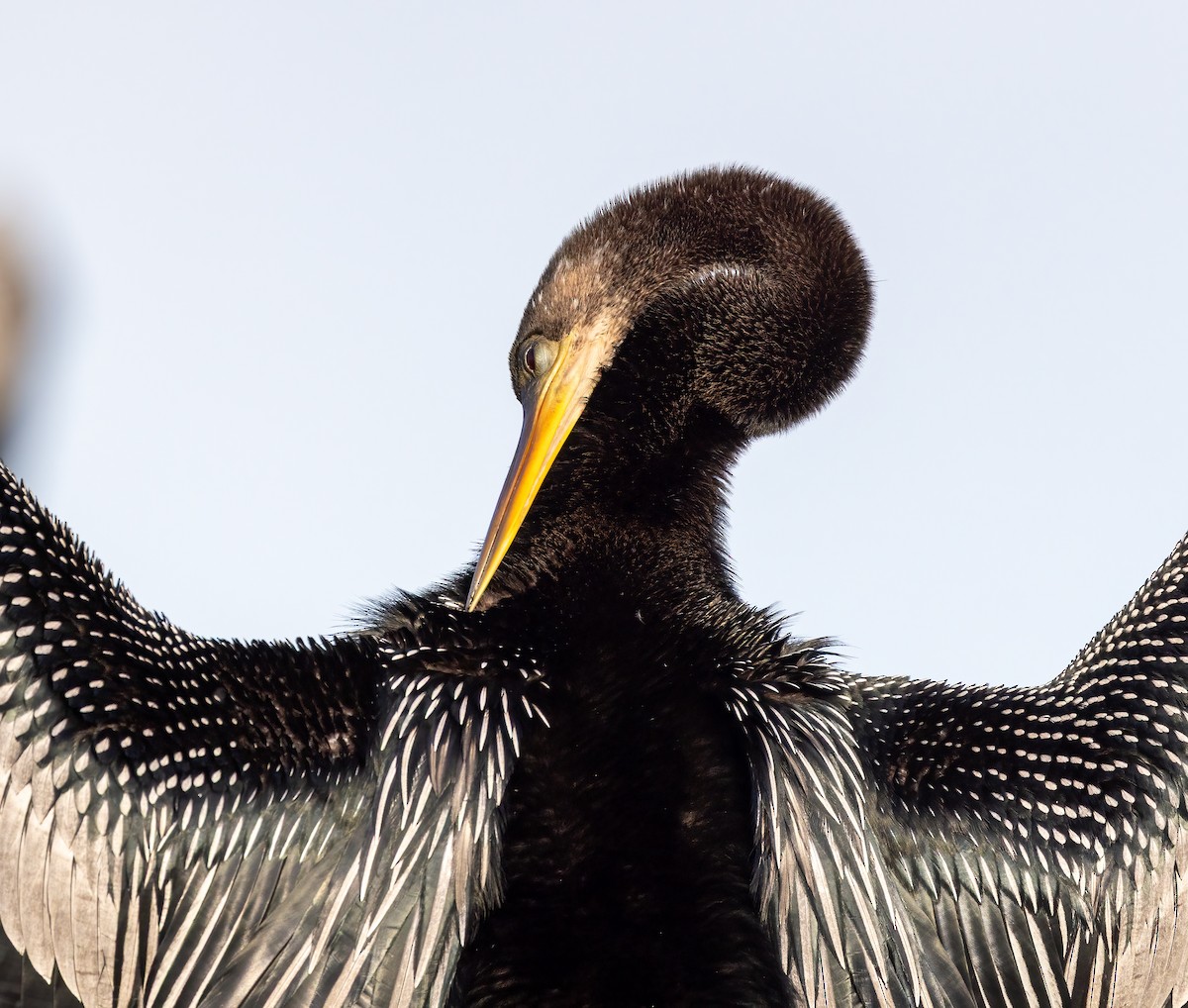 Anhinga - ML647153290