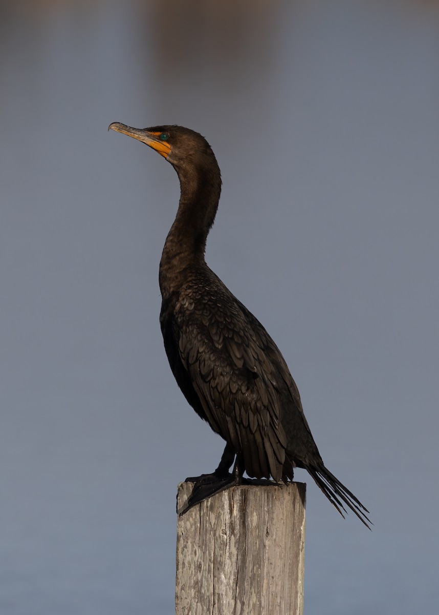 Double-crested Cormorant - ML647153291