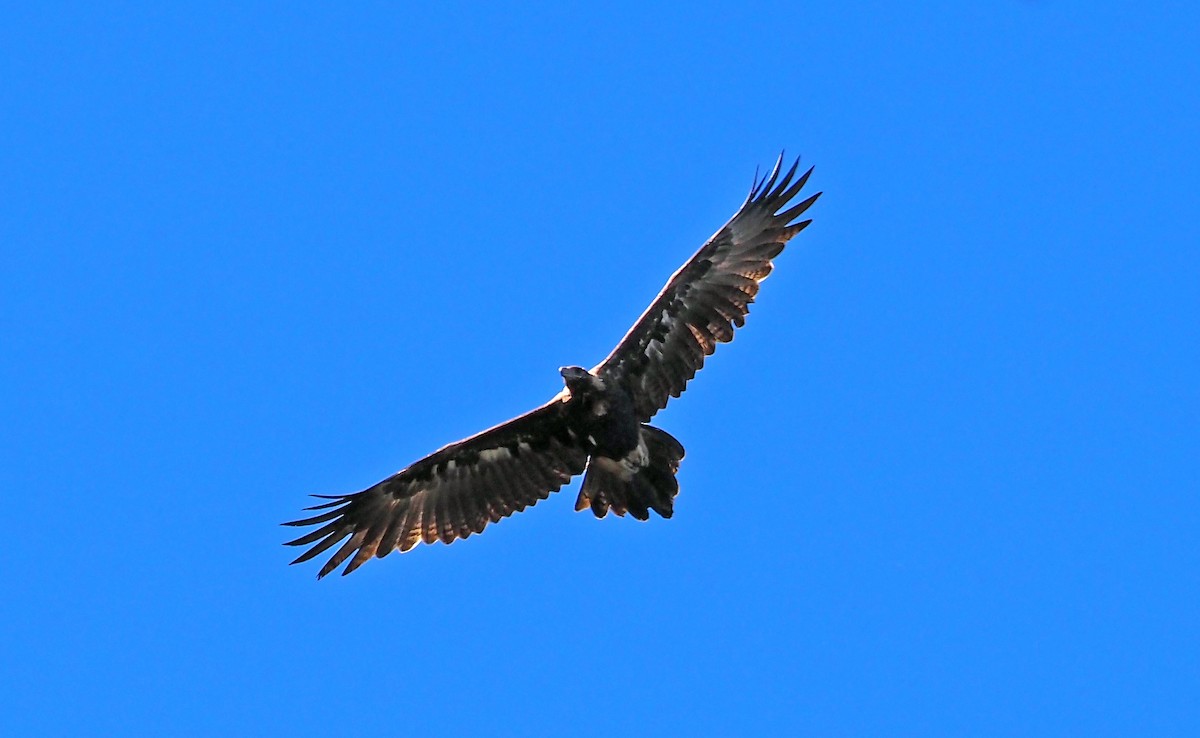 Wedge-tailed Eagle - ML647153292
