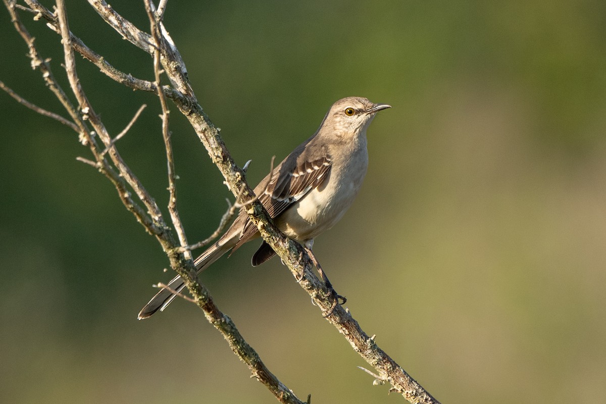 Northern Mockingbird - ML647153293