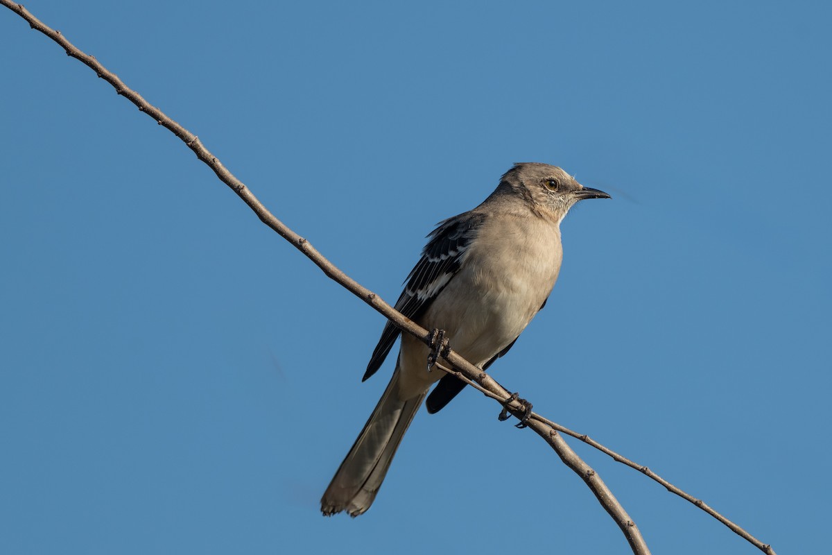 Northern Mockingbird - ML647153294