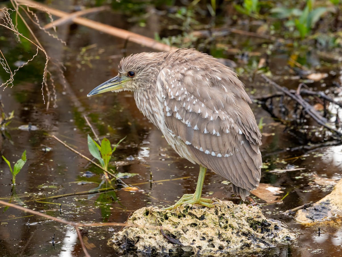 夜鷺 - ML647153295