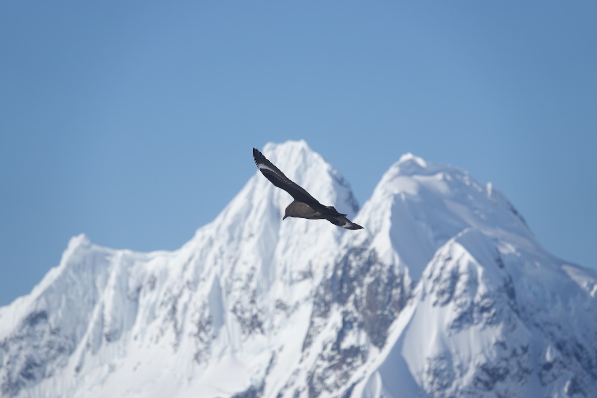 賊鷗科(skua sp.) - ML647153296