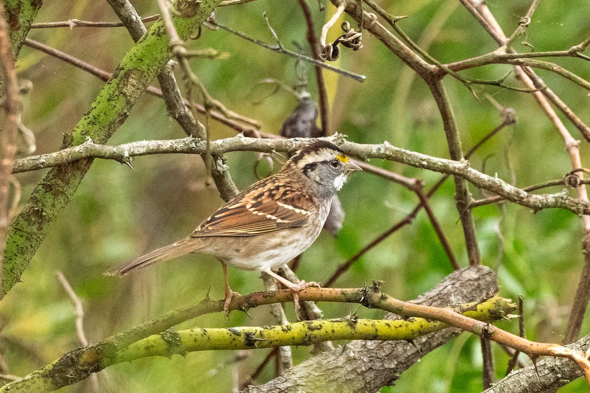 White-throated Sparrow - ML647153297