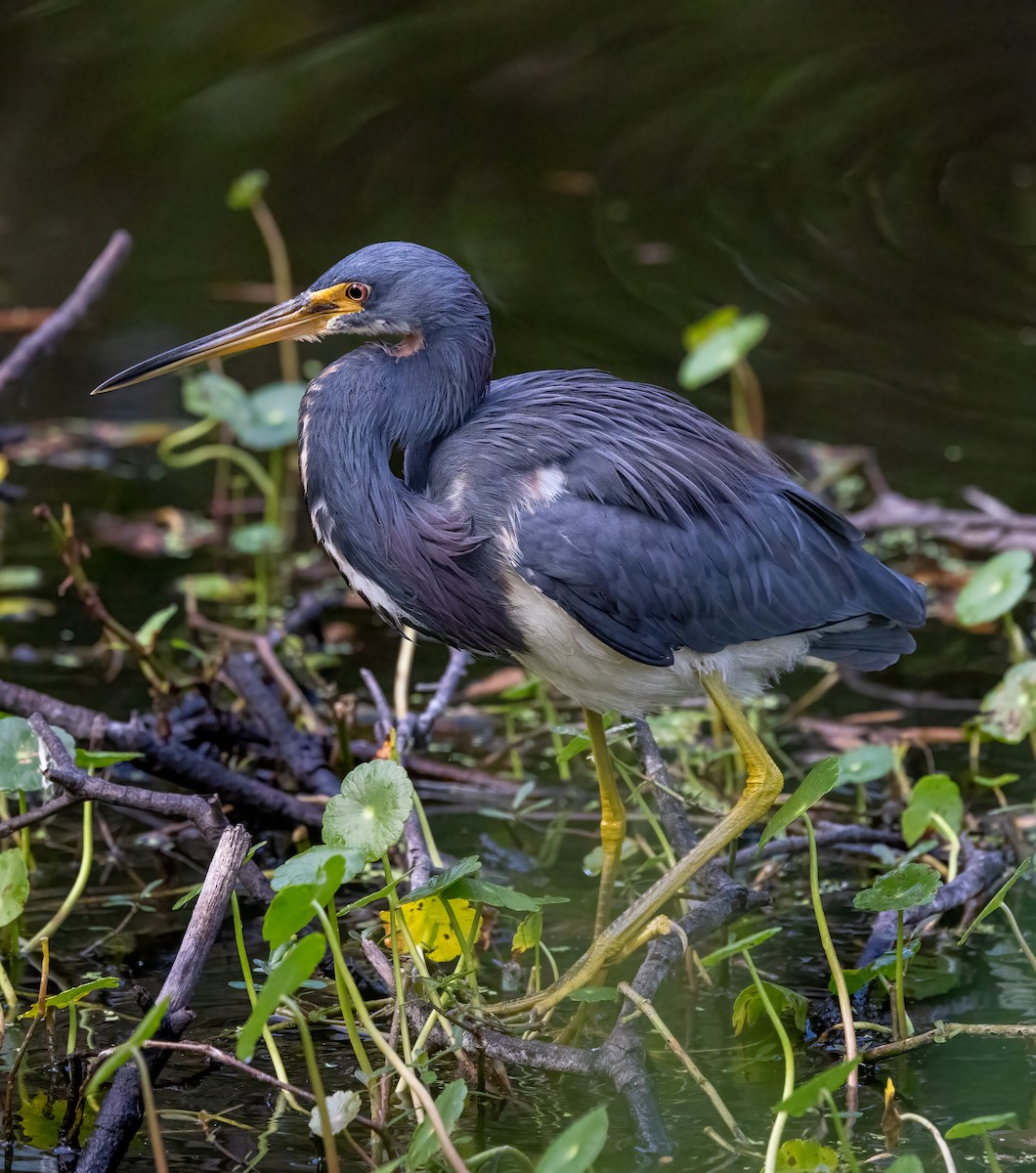 Tricolored Heron - ML647153298
