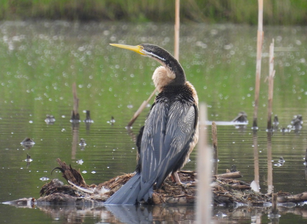 Australasian Darter - ML647153299