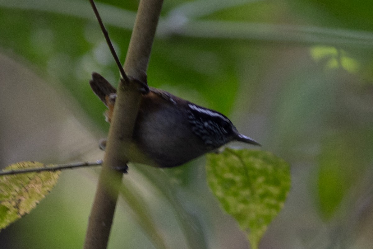 Gray-breasted Wood-Wren - ML647153304