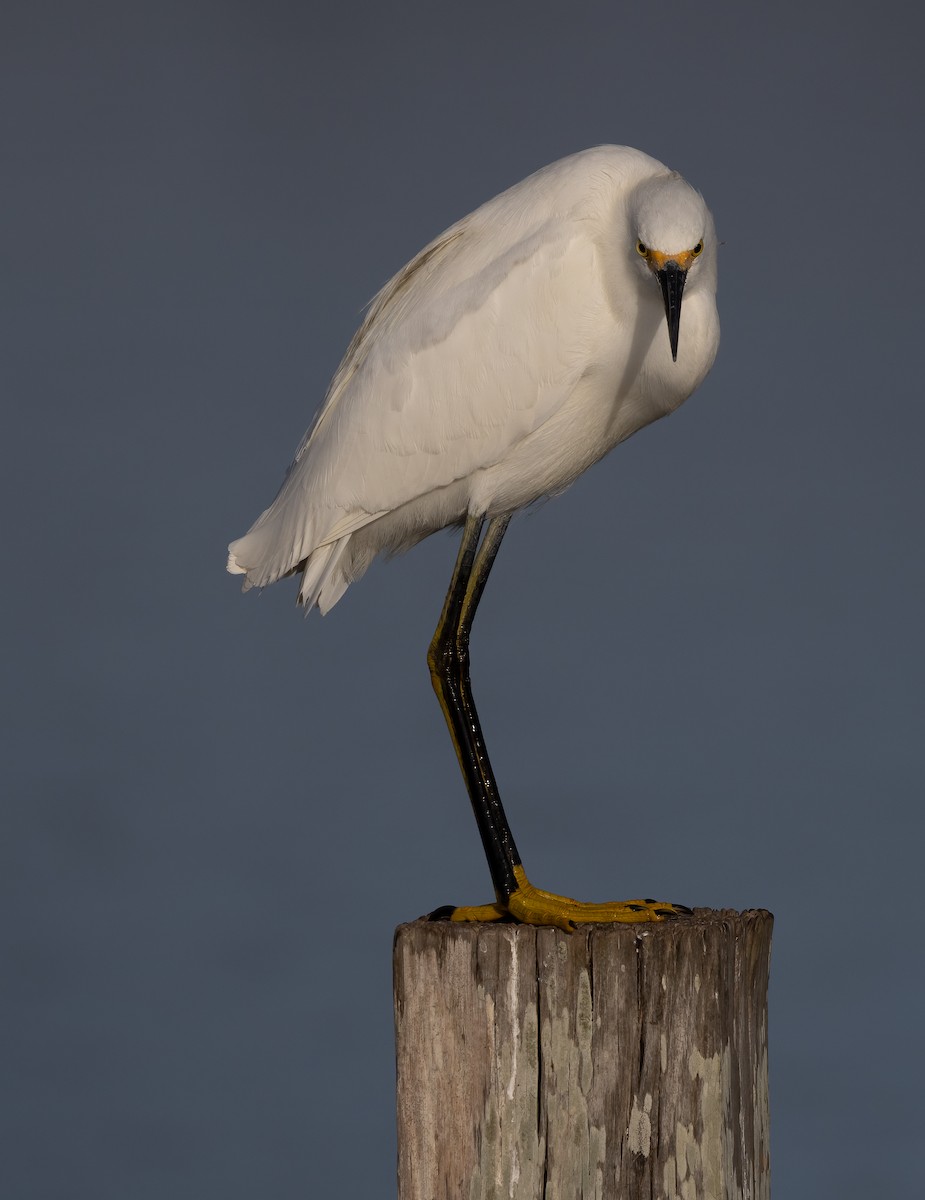 Snowy Egret - ML647153305