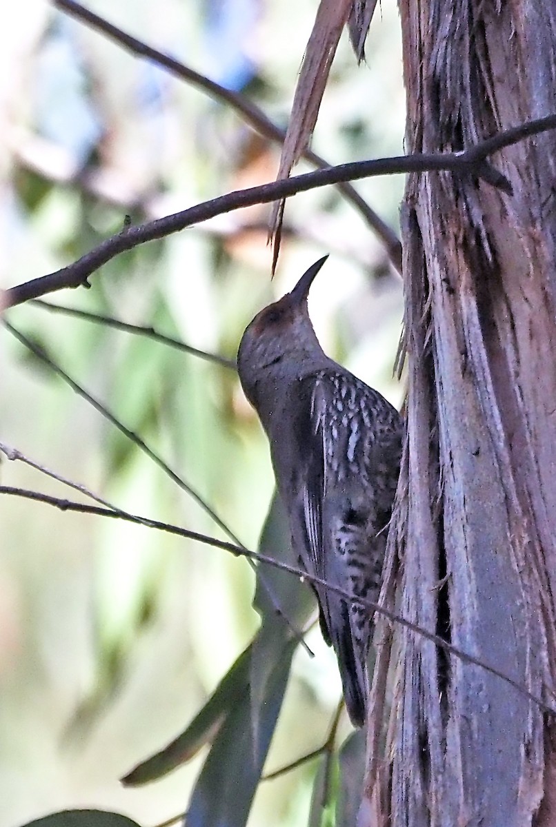 Red-browed Treecreeper - ML647153307