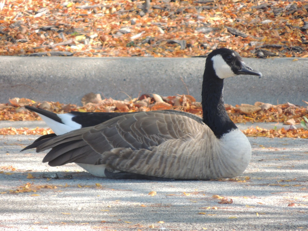Canada Goose - ML647153308