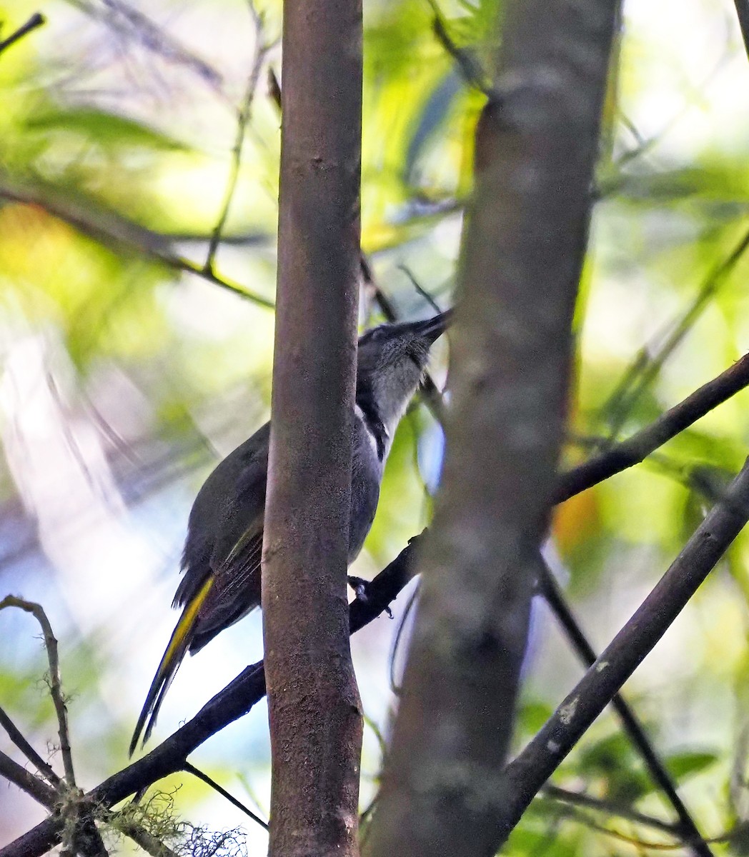 Златокрылый медолюб - ML647153318