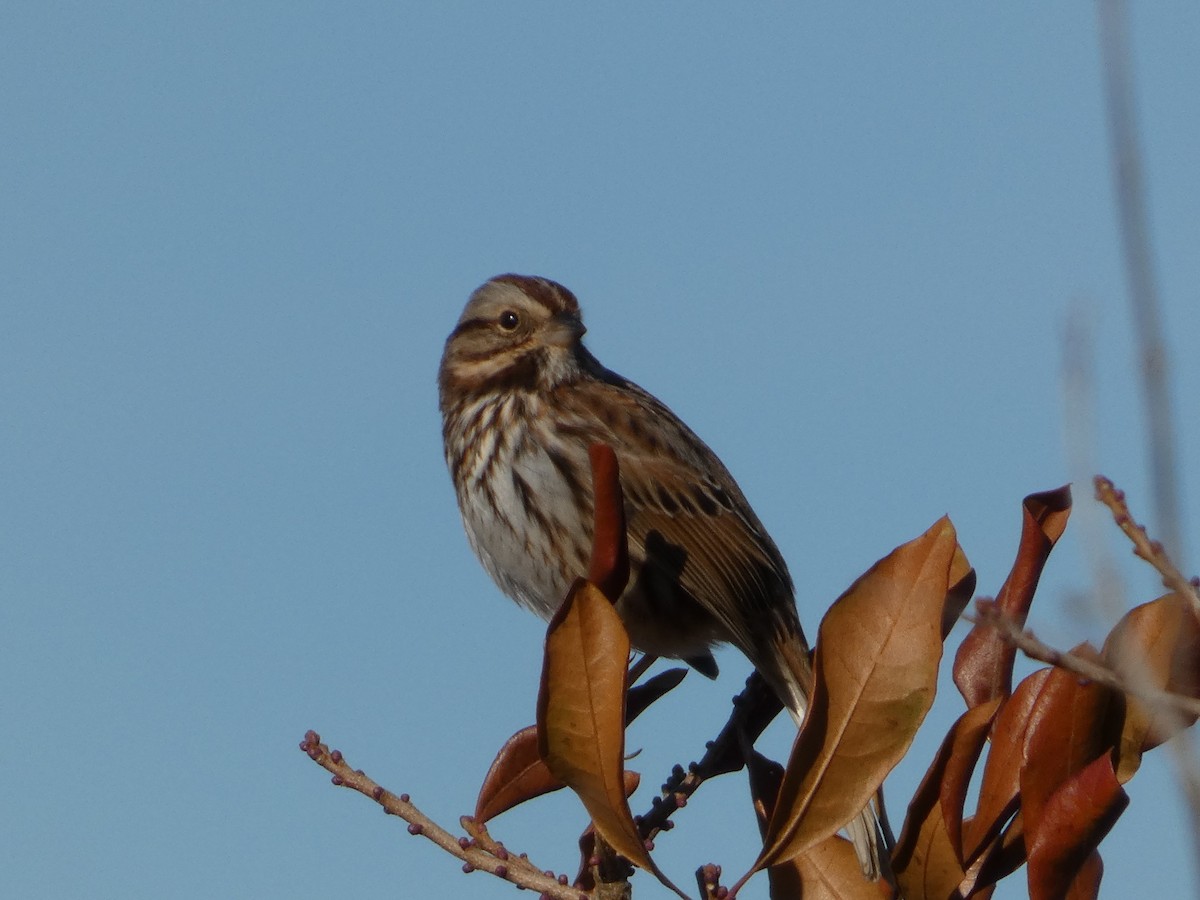 Певчая овсянка - ML647153319
