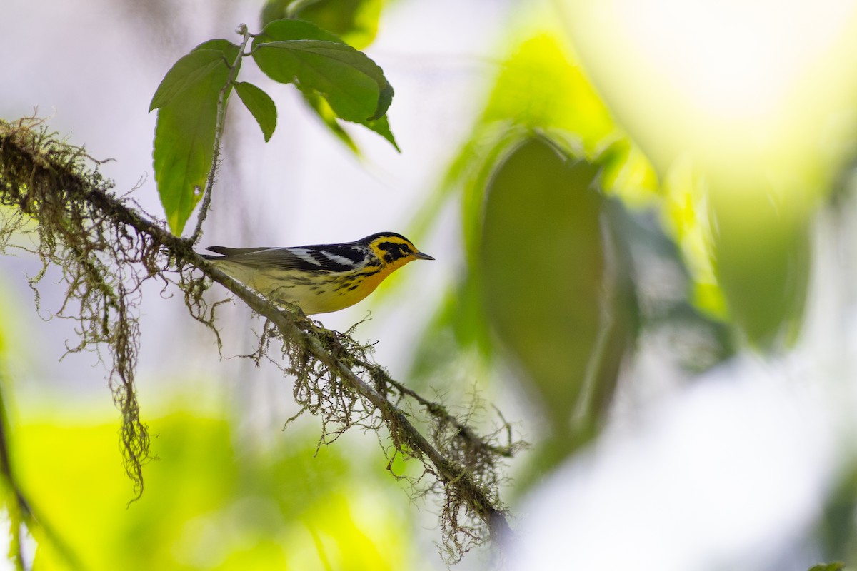 Еловая древесница - ML647153321