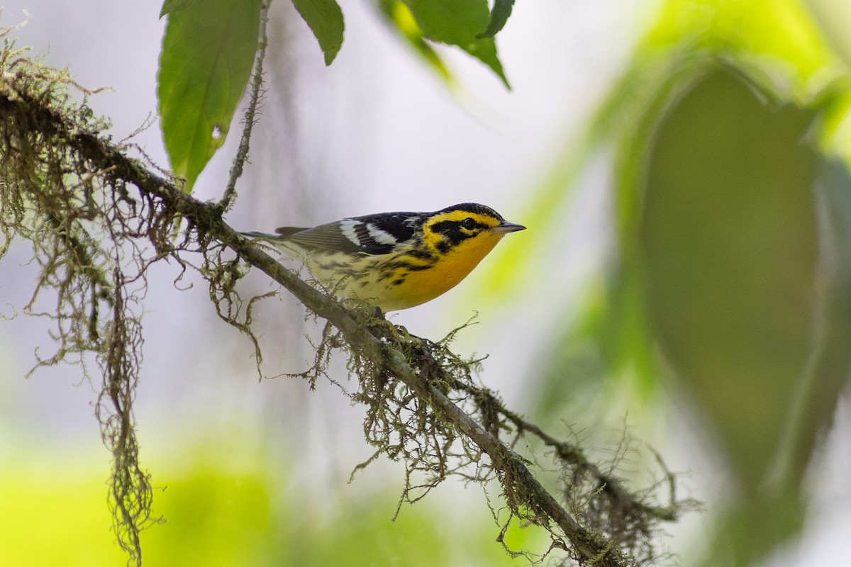 Еловая древесница - ML647153323