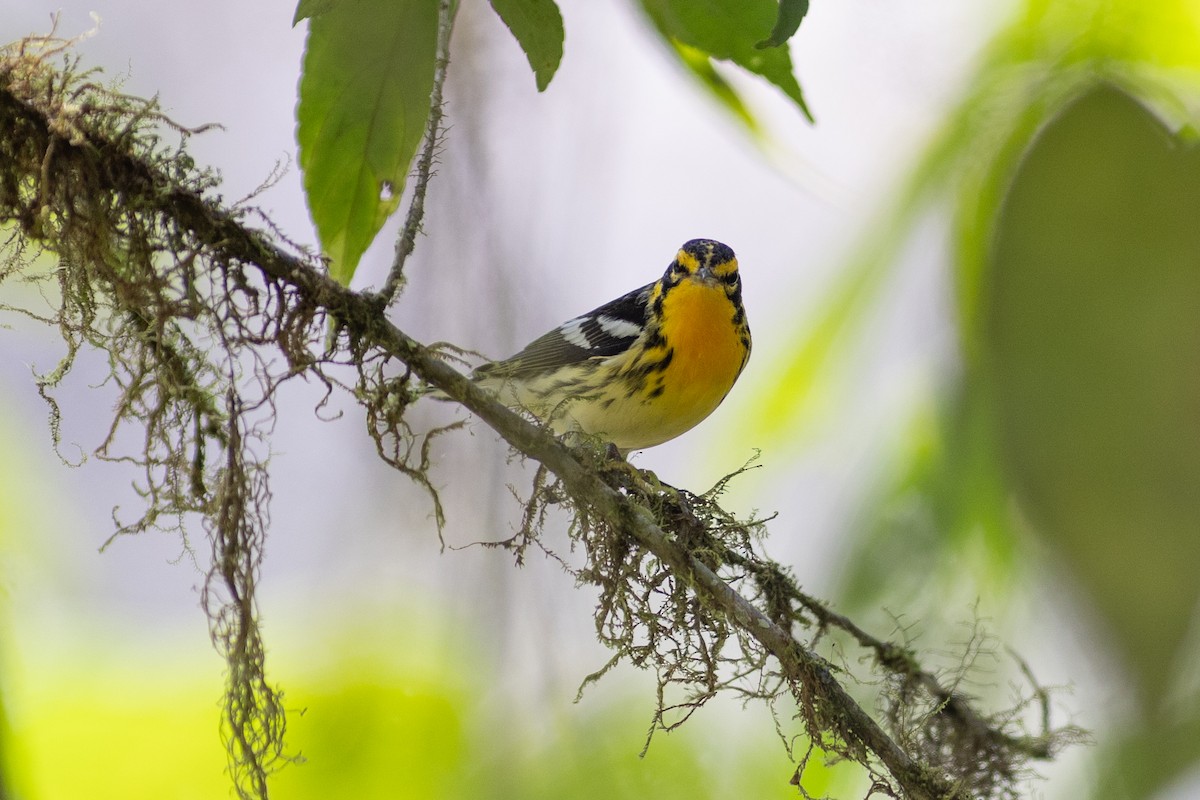 Еловая древесница - ML647153324