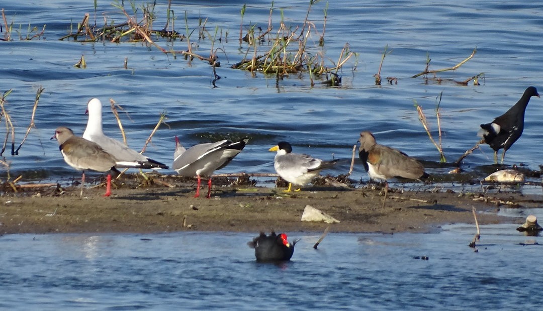 Большеклювая крачка - ML647153325