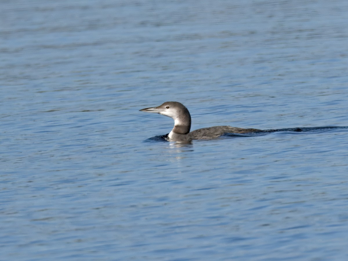 Черноклювая гагара - ML647153326