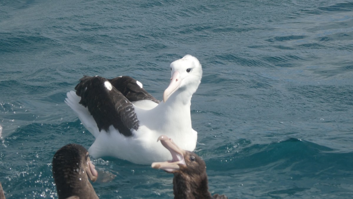 Southern Royal Albatross - ML647153327