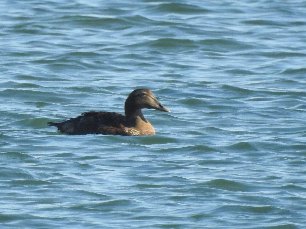 Гага - ML647153329