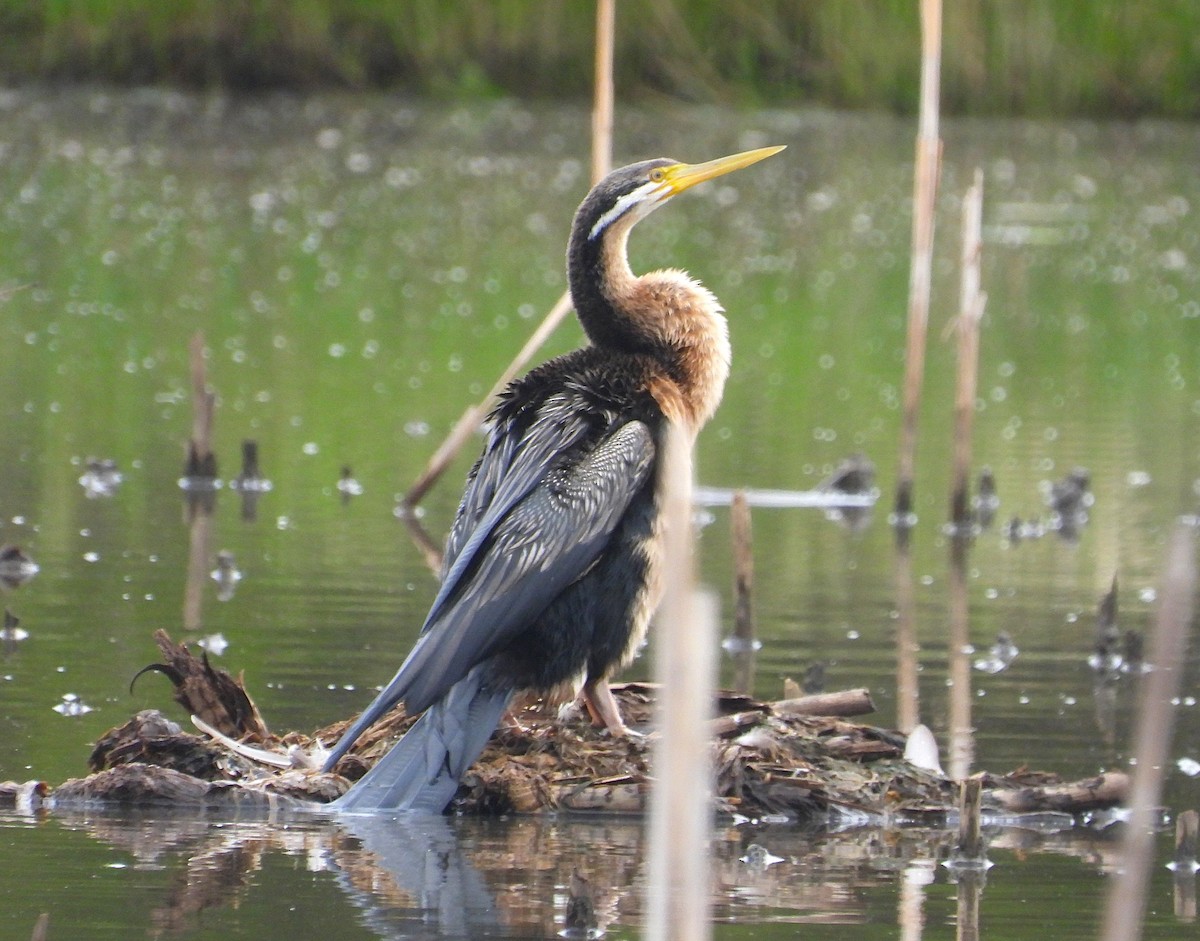 Австралийская змеешейка - ML647153330