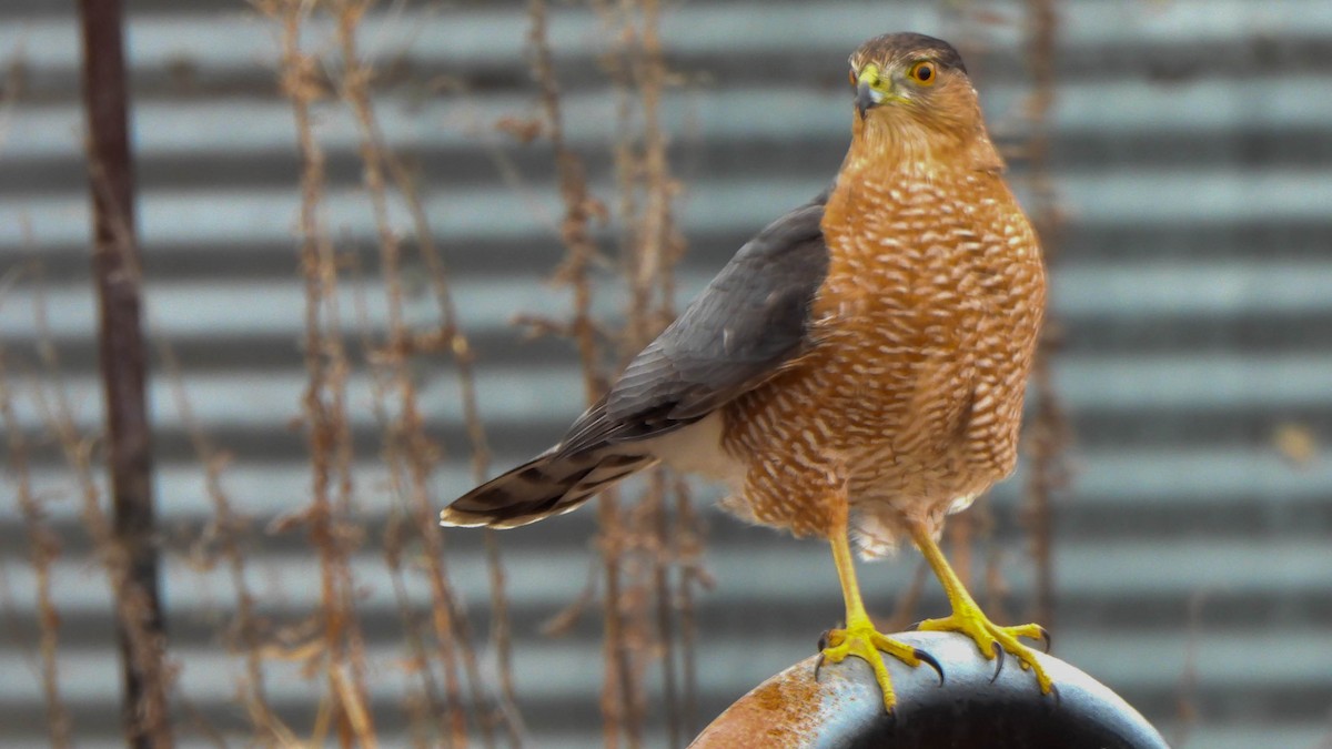 Куперов ястреб - ML647153331