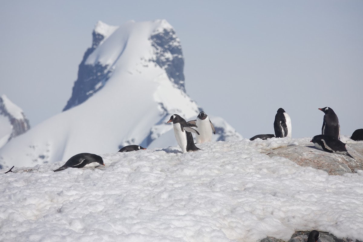 Ослиный пингвин - ML647153332