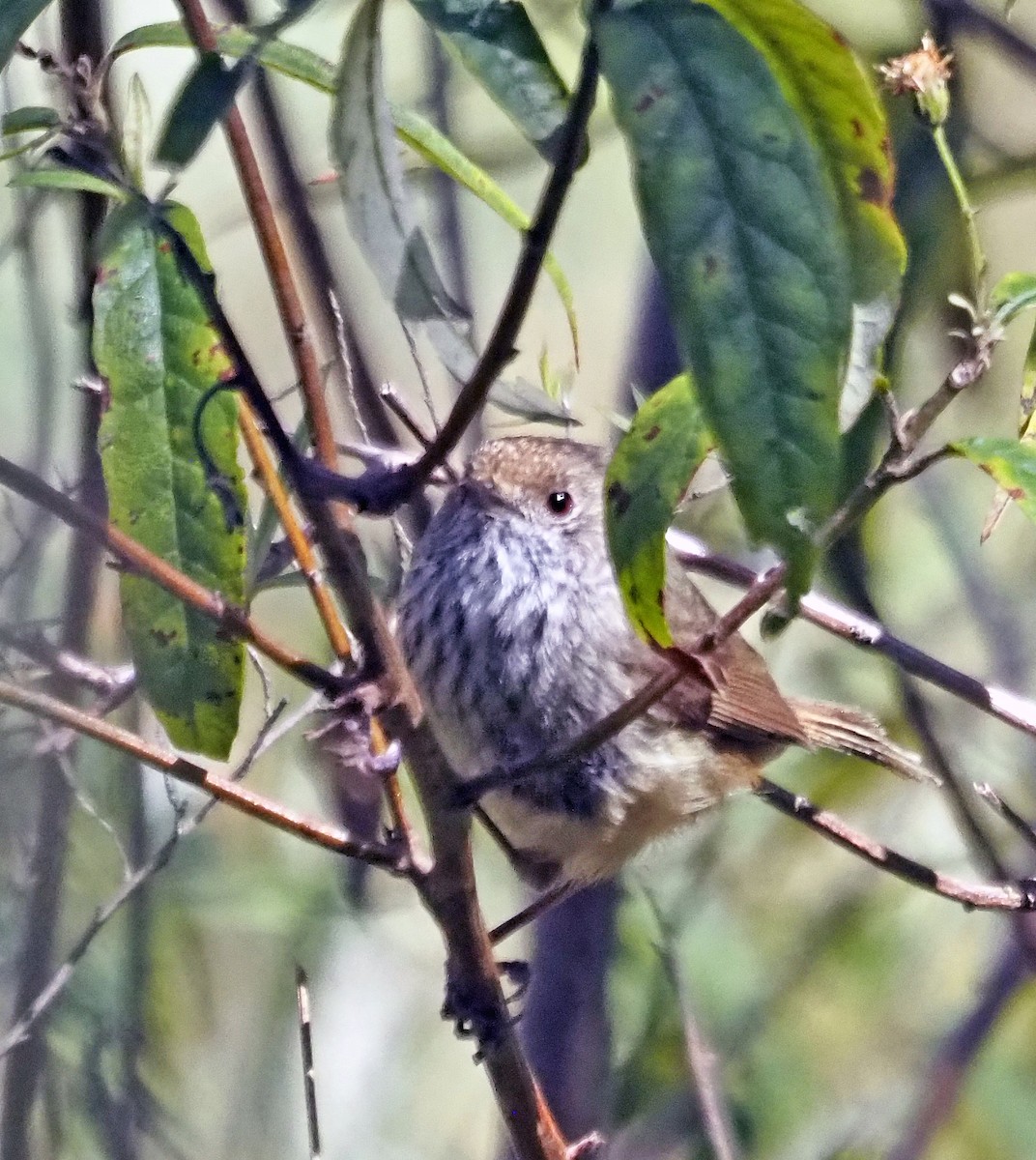 Малая шипоклювка - ML647153333