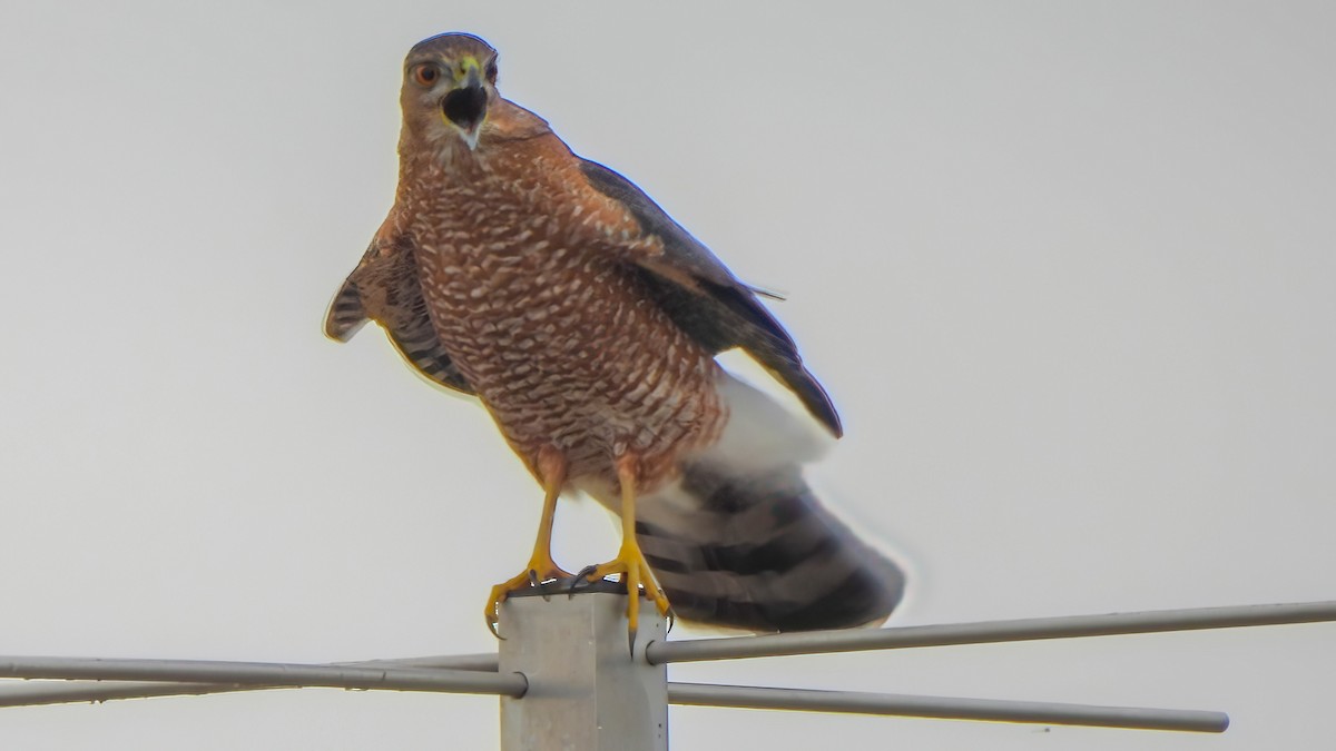 Куперов ястреб - ML647153334