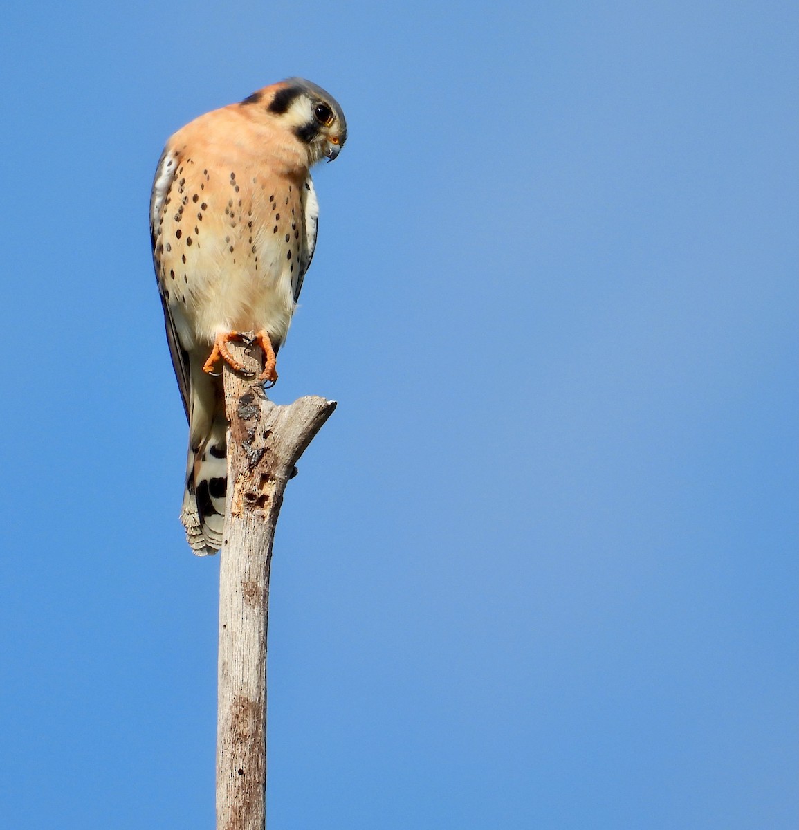 Воробьиная пустельга - ML647153335