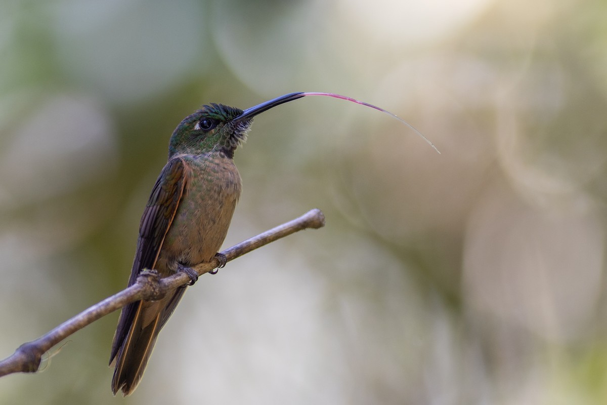 Буробрюхий бриллиант - ML647153337