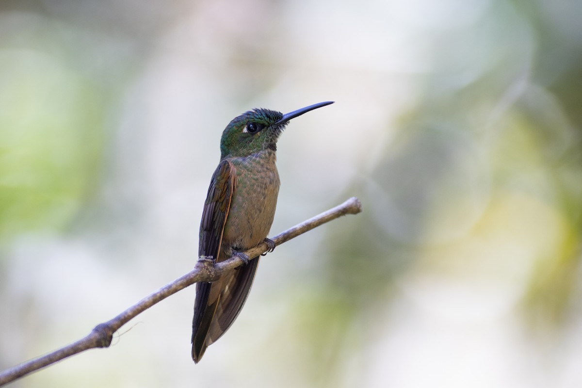 Буробрюхий бриллиант - ML647153338