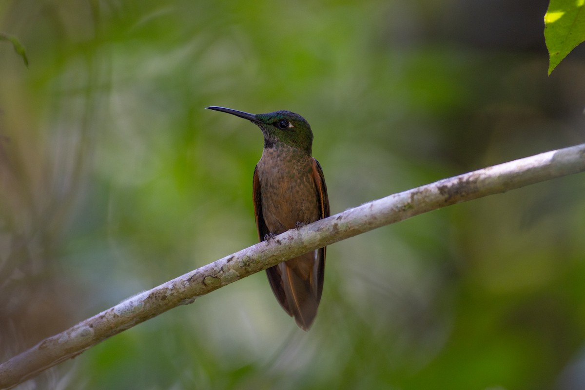 Буробрюхий бриллиант - ML647153339