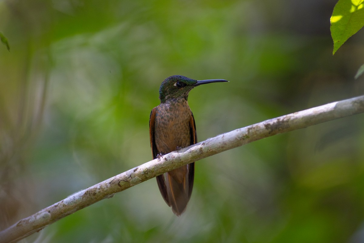 Буробрюхий бриллиант - ML647153340