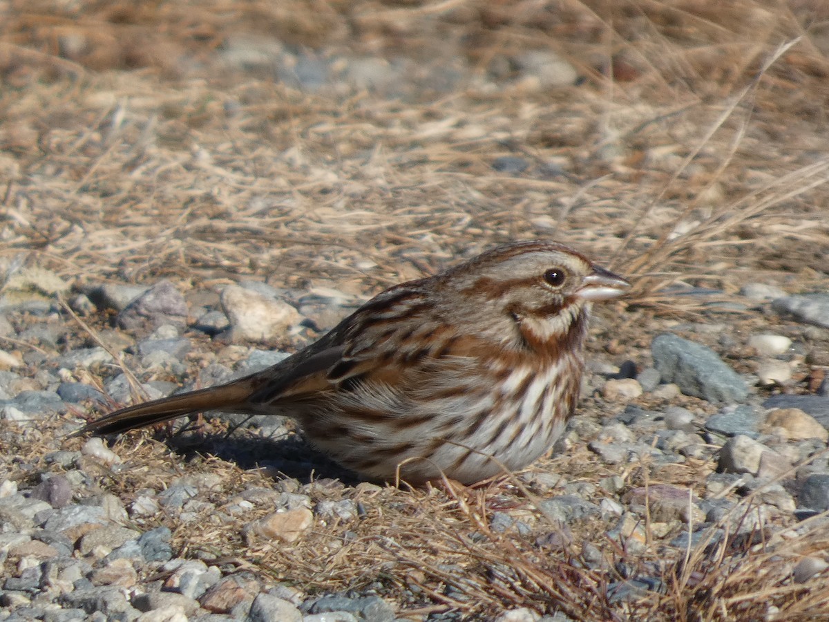 Певчая овсянка - ML647153341