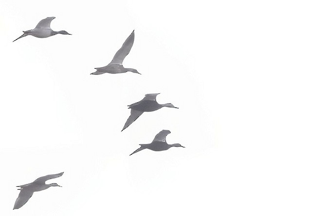 Американская кряква - ML647153342