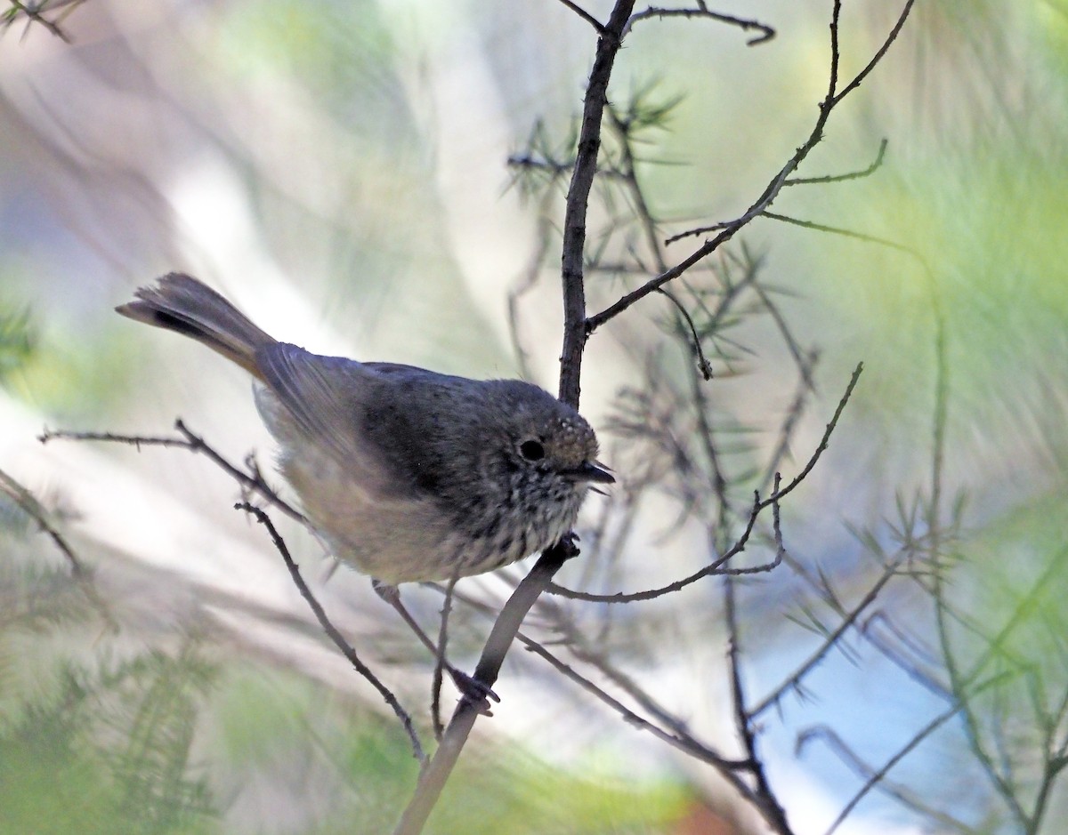 Малая шипоклювка - ML647153343