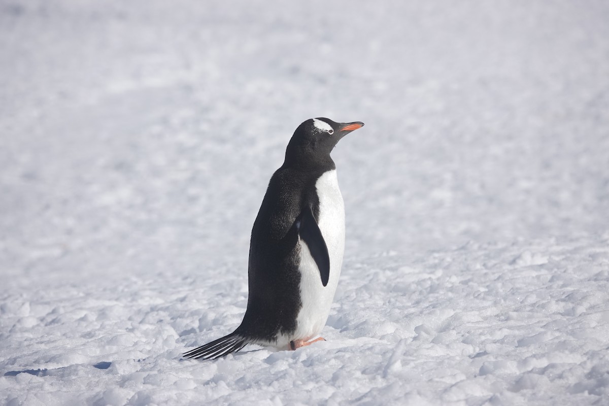 Ослиный пингвин - ML647153345